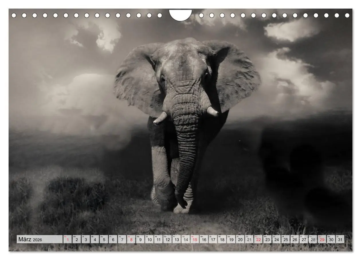 Bild: 9783516052589 | Wilde Tiere in schwarz-weiß (Wandkalender 2026 DIN A4 quer),...
