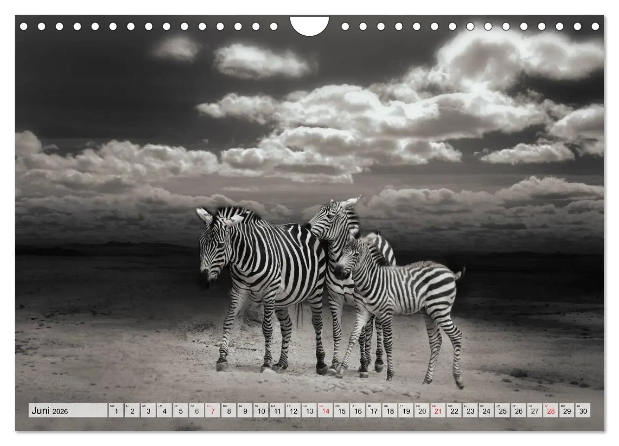Bild: 9783516052589 | Wilde Tiere in schwarz-weiß (Wandkalender 2026 DIN A4 quer),...