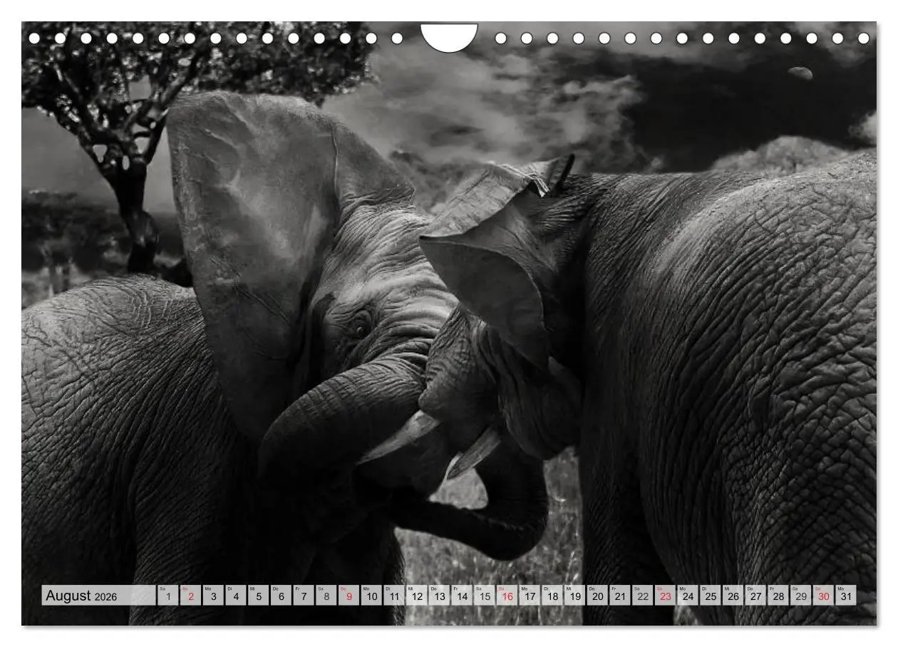 Bild: 9783516052589 | Wilde Tiere in schwarz-weiß (Wandkalender 2026 DIN A4 quer),...