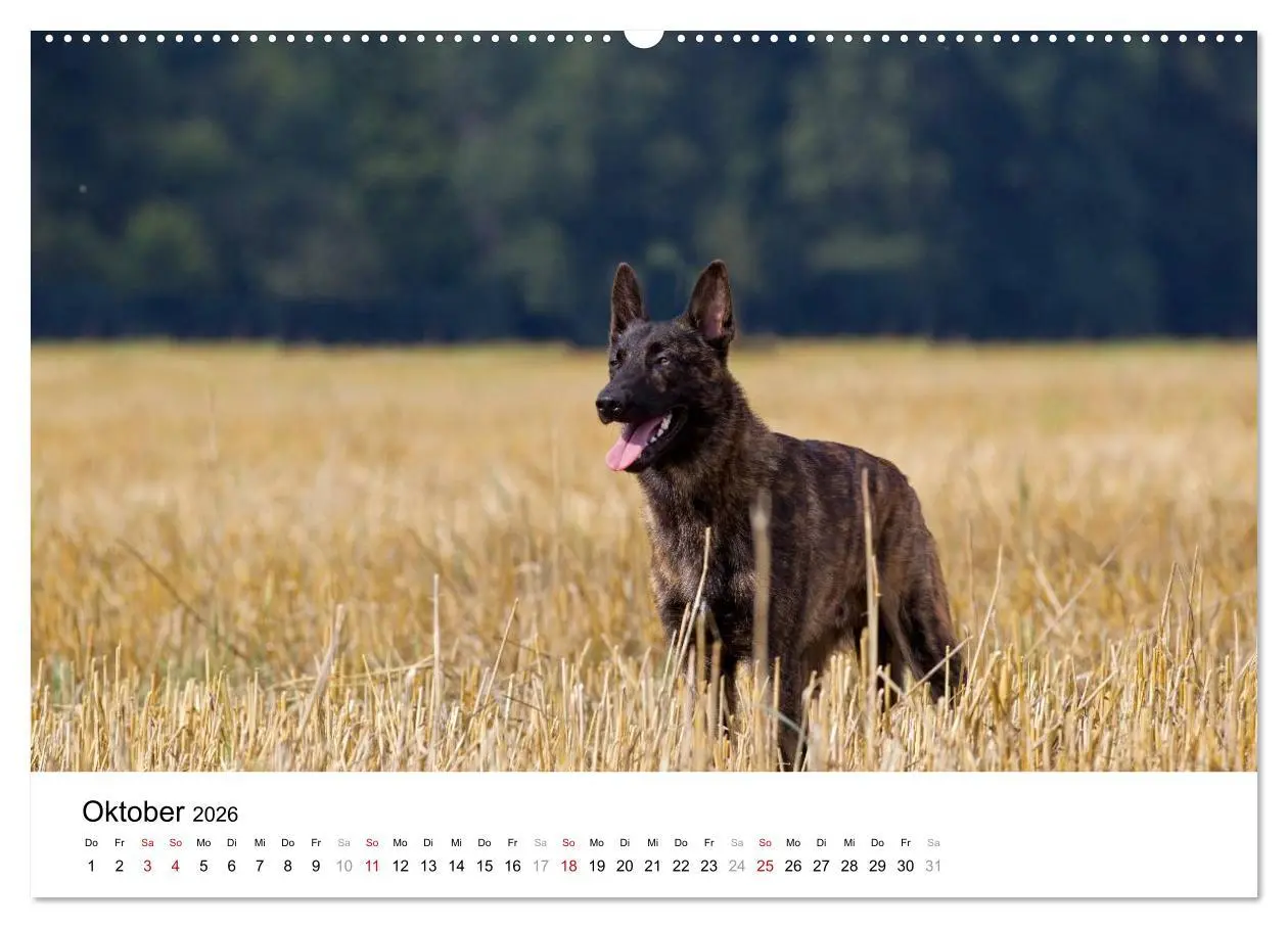 Bild: 9783516042689 | ausdrucksvolle Holländische Schäferhunde (Wandkalender 2026 DIN A2...