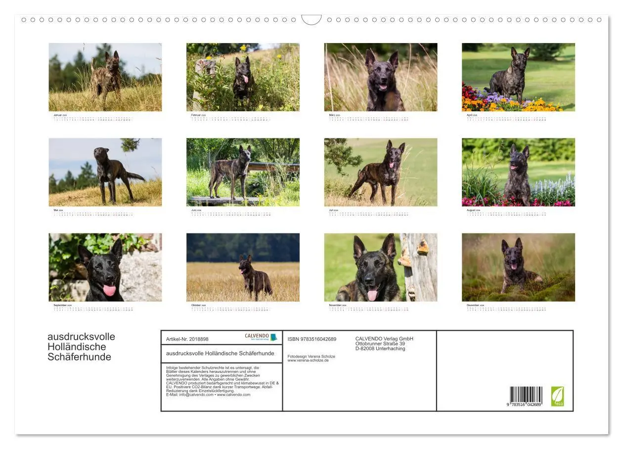 Bild: 9783516042689 | ausdrucksvolle Holländische Schäferhunde (Wandkalender 2026 DIN A2...
