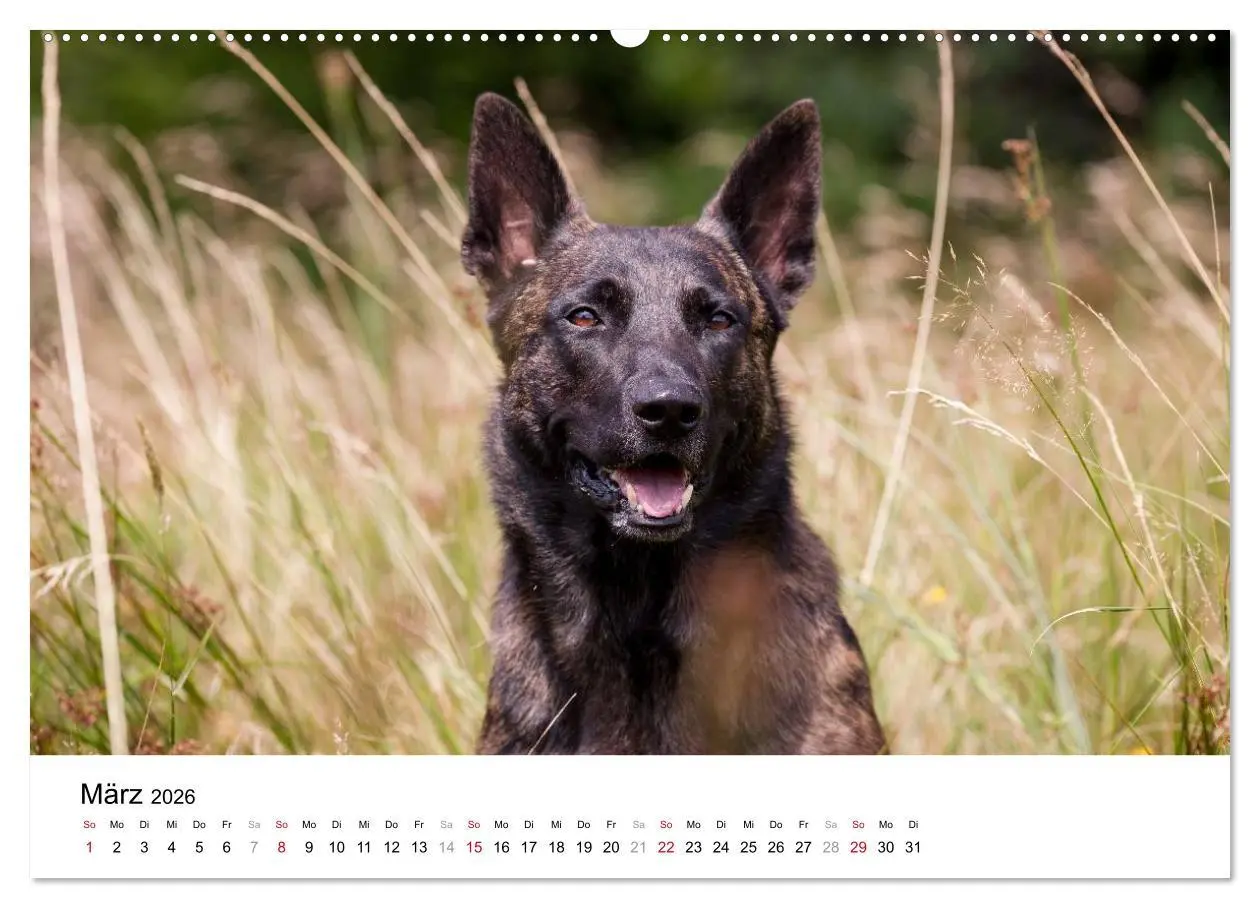 Bild: 9783516042689 | ausdrucksvolle Holländische Schäferhunde (Wandkalender 2026 DIN A2...