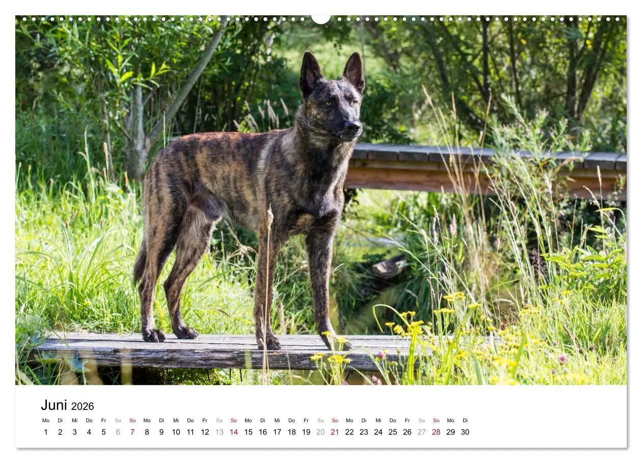 Bild: 9783516042689 | ausdrucksvolle Holländische Schäferhunde (Wandkalender 2026 DIN A2...