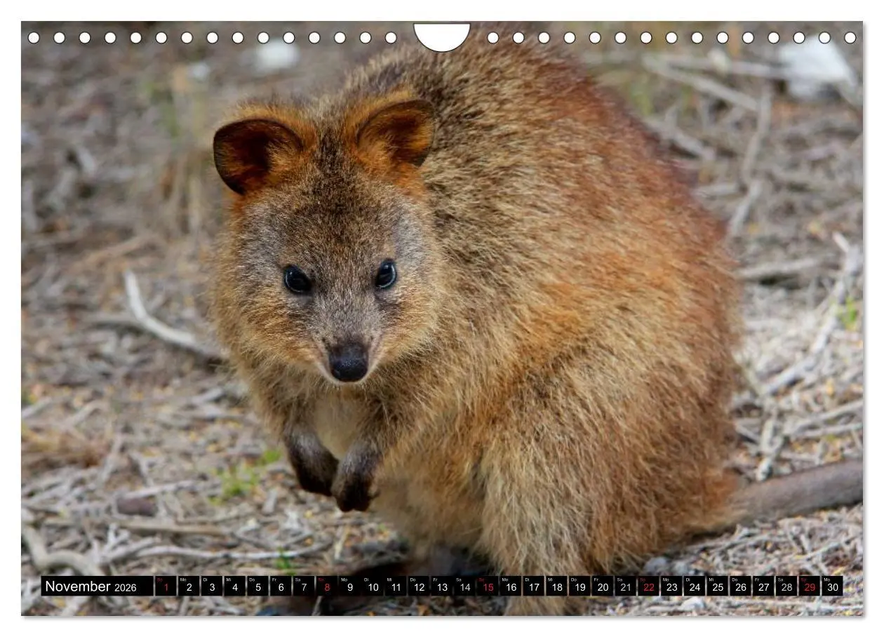 Bild: 9783516112689 | Australiens Tierwelt (Wandkalender 2026 DIN A4 quer), CALVENDO...