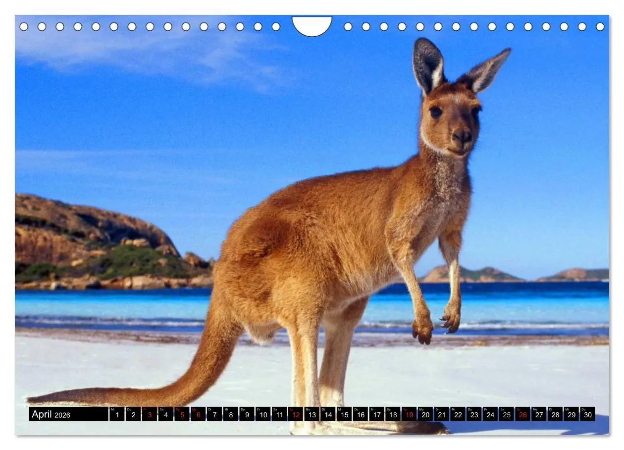 Bild: 9783516112689 | Australiens Tierwelt (Wandkalender 2026 DIN A4 quer), CALVENDO...