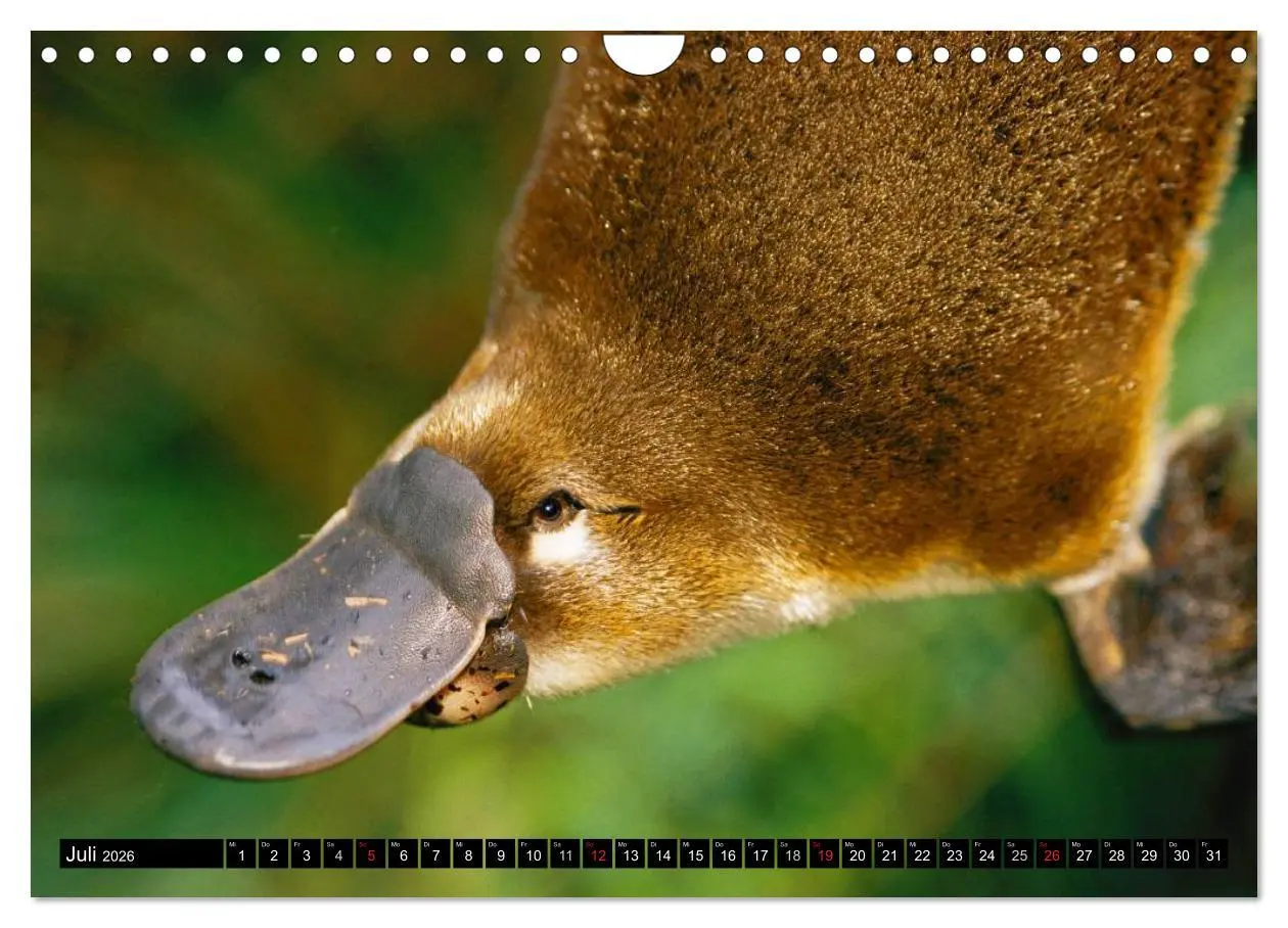 Bild: 9783516112689 | Australiens Tierwelt (Wandkalender 2026 DIN A4 quer), CALVENDO...