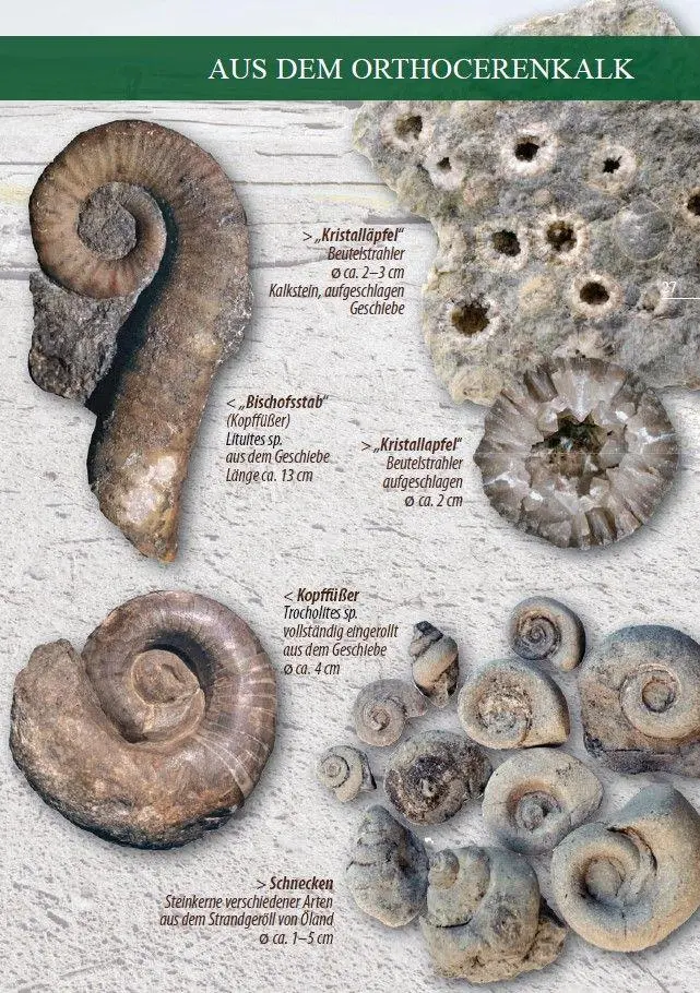 Bild: 9783944102689 | Fossilien am Ostseestrand | Rolf Reinicke | Taschenbuch | 80 S. | 2025