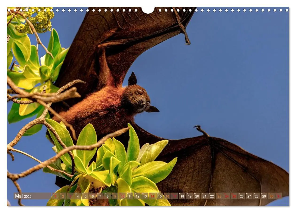 Bild: 9783457942789 | Malerische Malediven (Wandkalender 2026 DIN A3 quer), CALVENDO...