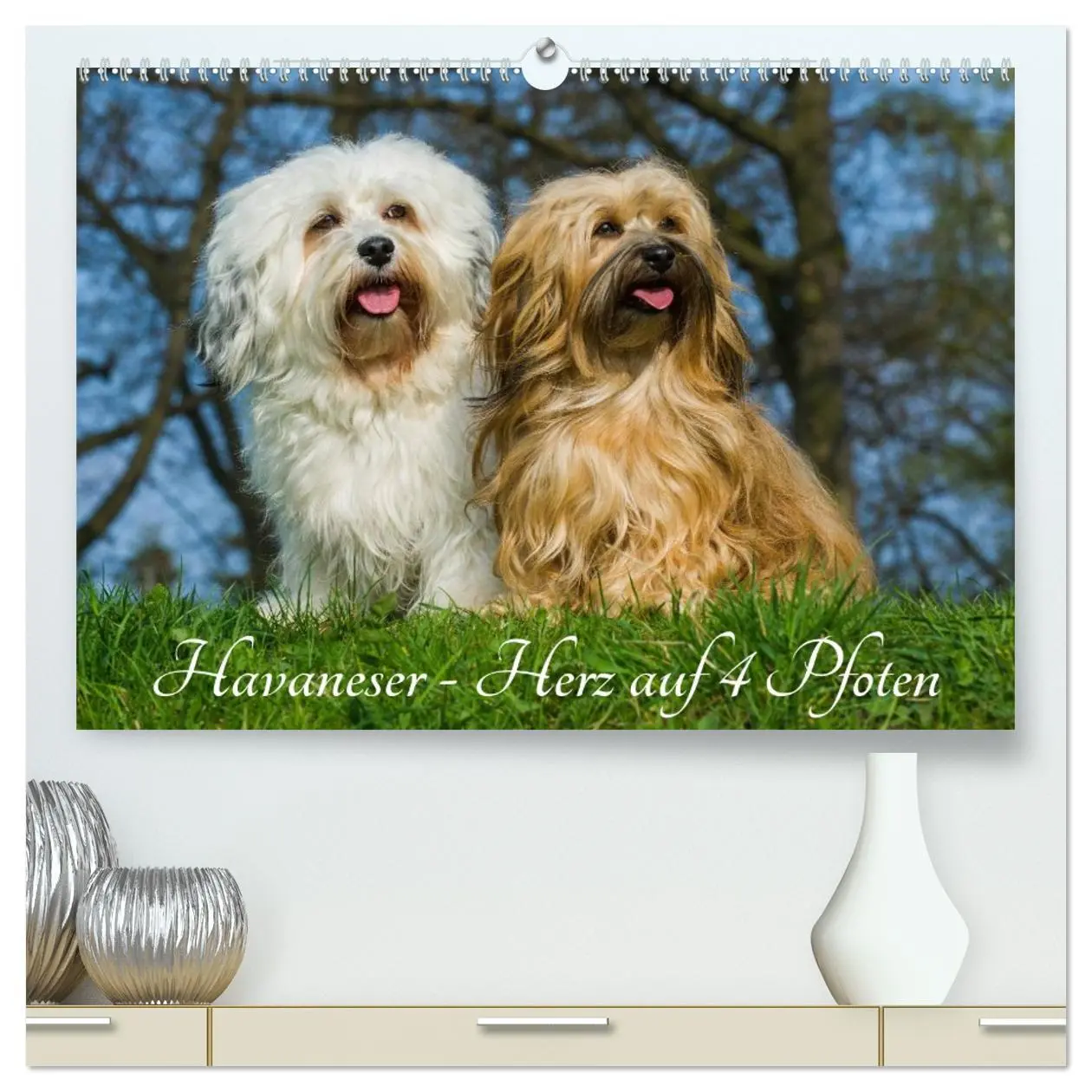 Cover: 9783516032789 | Havaneser - Herz auf 4 Pfoten (hochwertiger Premium Wandkalender...