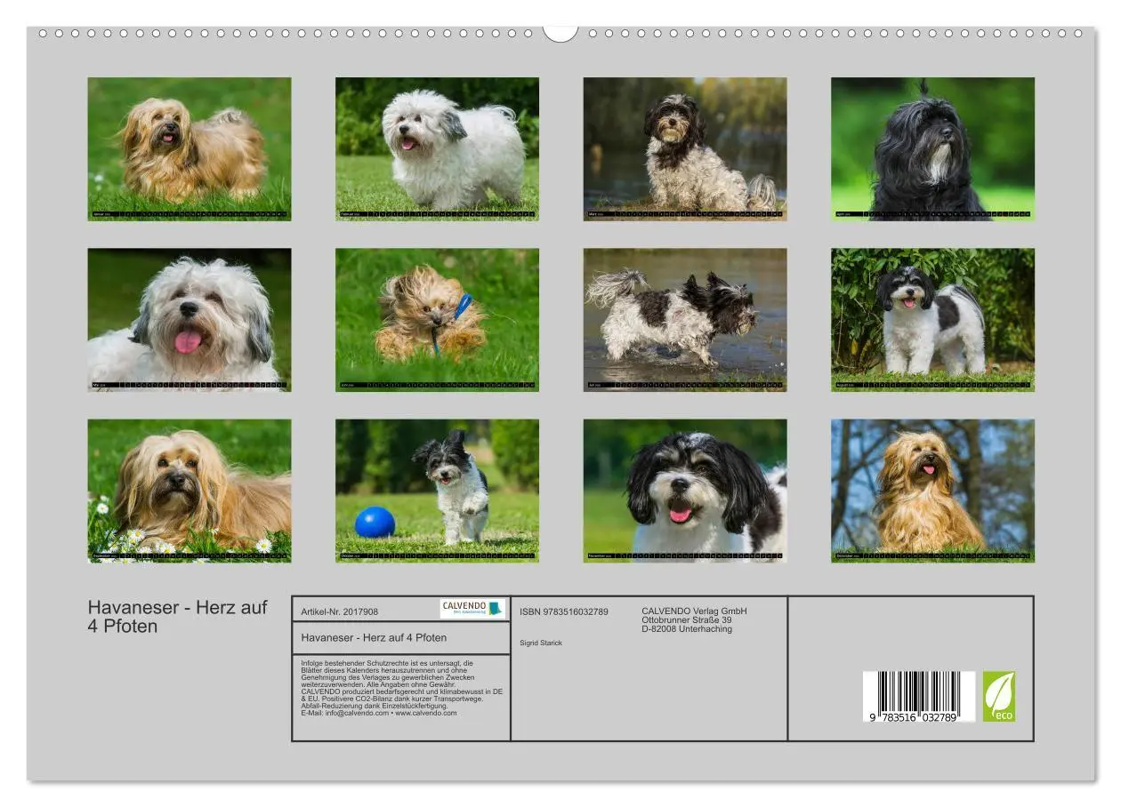 Bild: 9783516032789 | Havaneser - Herz auf 4 Pfoten (hochwertiger Premium Wandkalender...