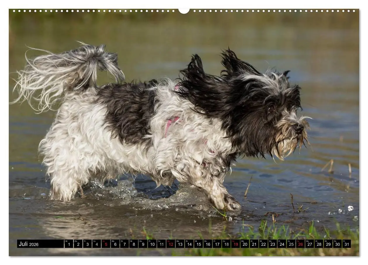 Bild: 9783516032789 | Havaneser - Herz auf 4 Pfoten (hochwertiger Premium Wandkalender...