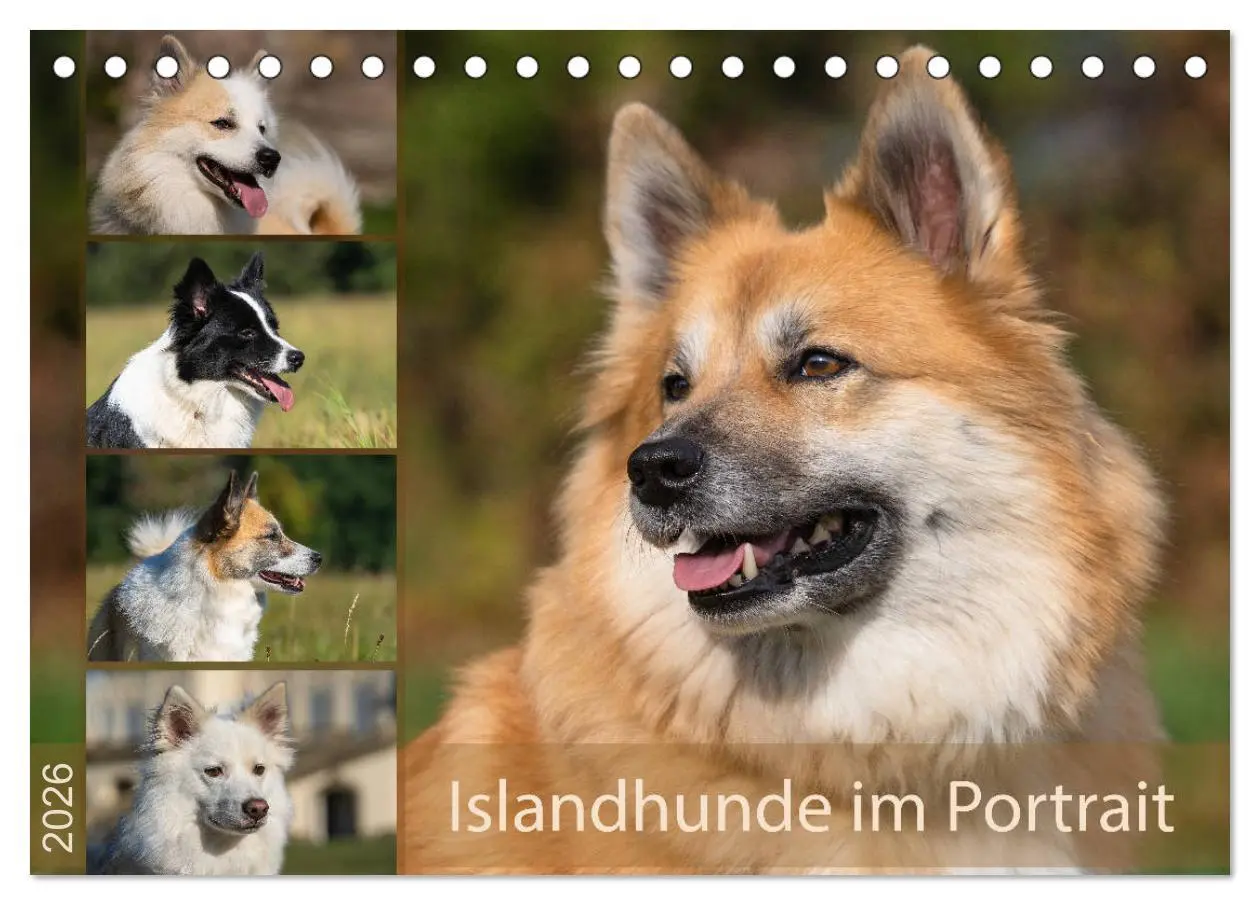 Cover: 9783457932889 | Islandhunde im Portrait (Tischkalender 2026 DIN A5 quer), CALVENDO...