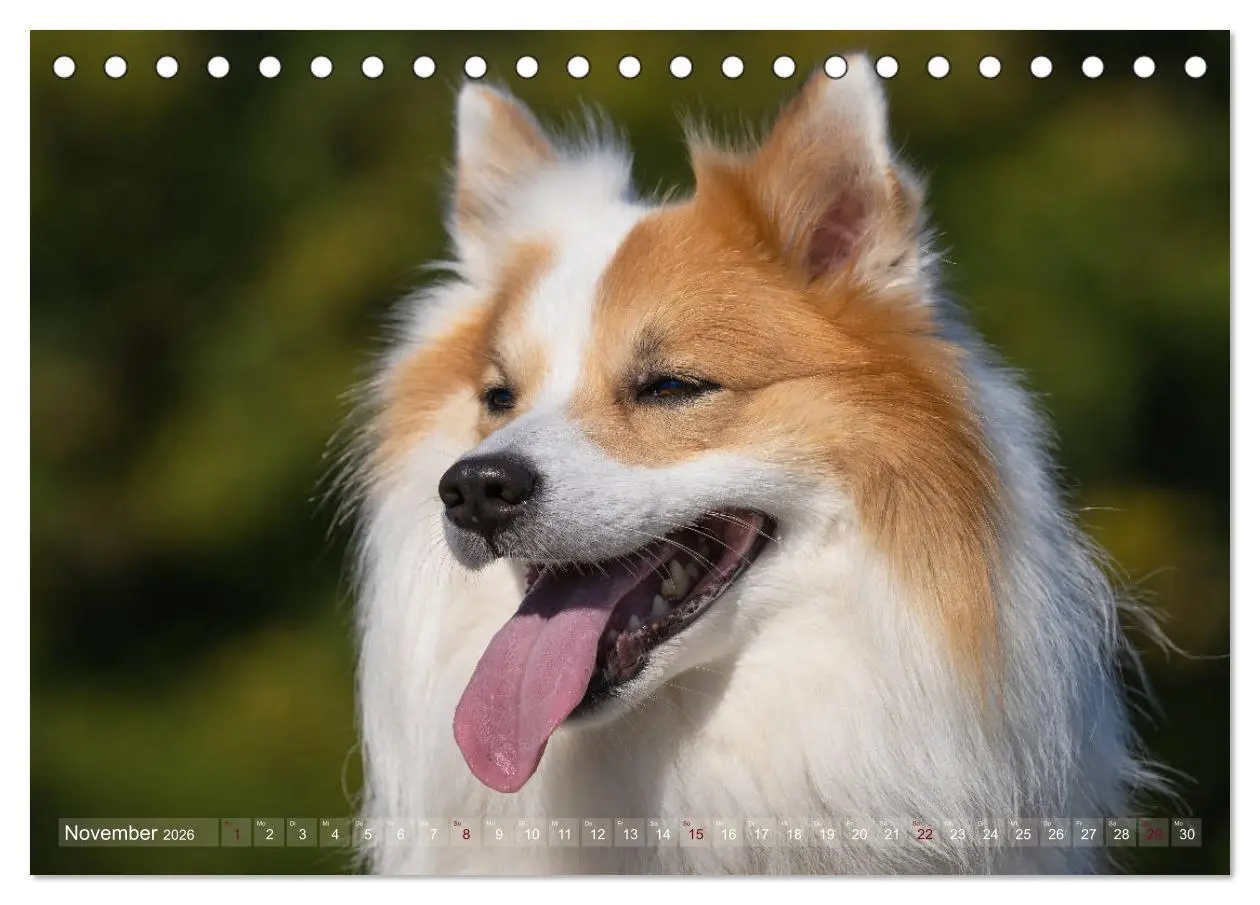 Bild: 9783457932889 | Islandhunde im Portrait (Tischkalender 2026 DIN A5 quer), CALVENDO...