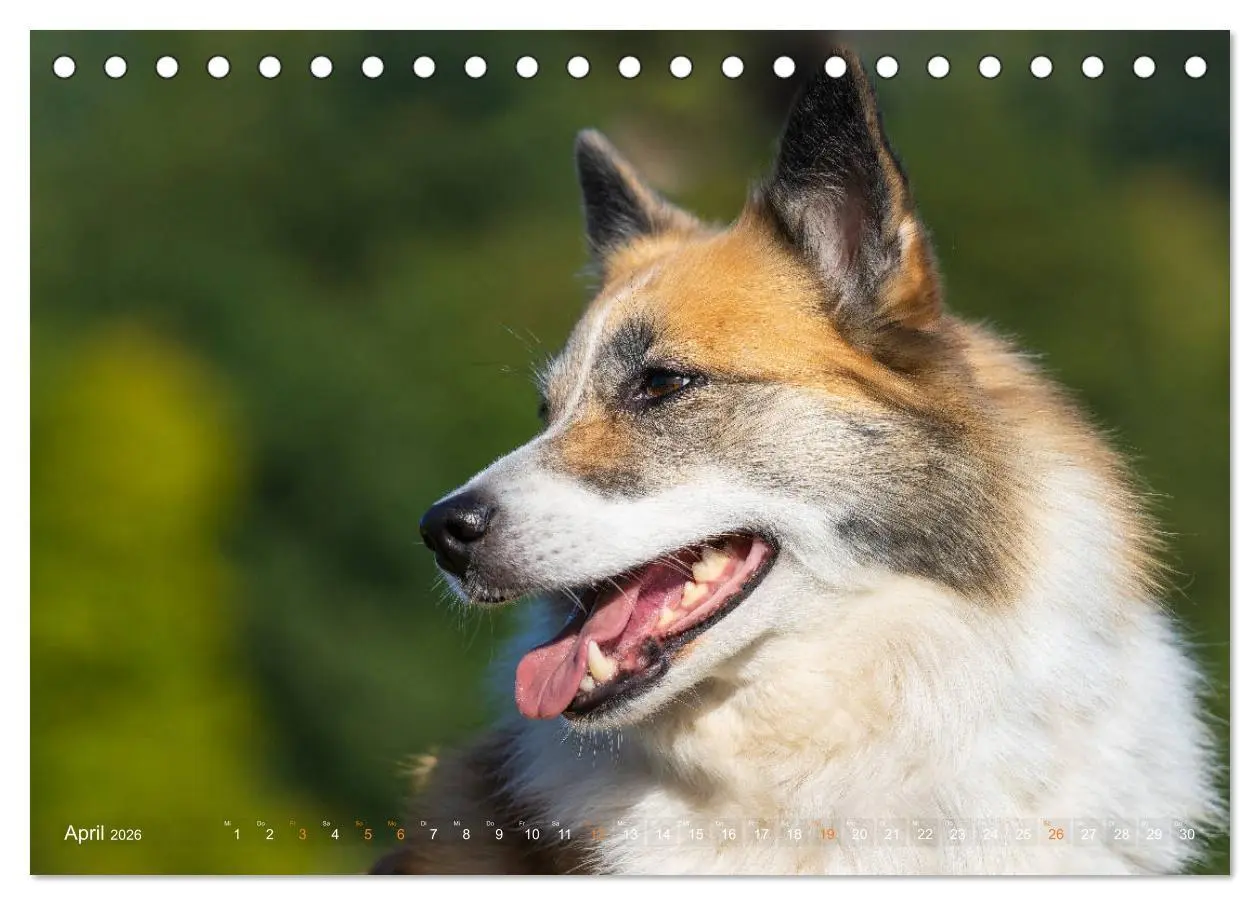 Bild: 9783457932889 | Islandhunde im Portrait (Tischkalender 2026 DIN A5 quer), CALVENDO...