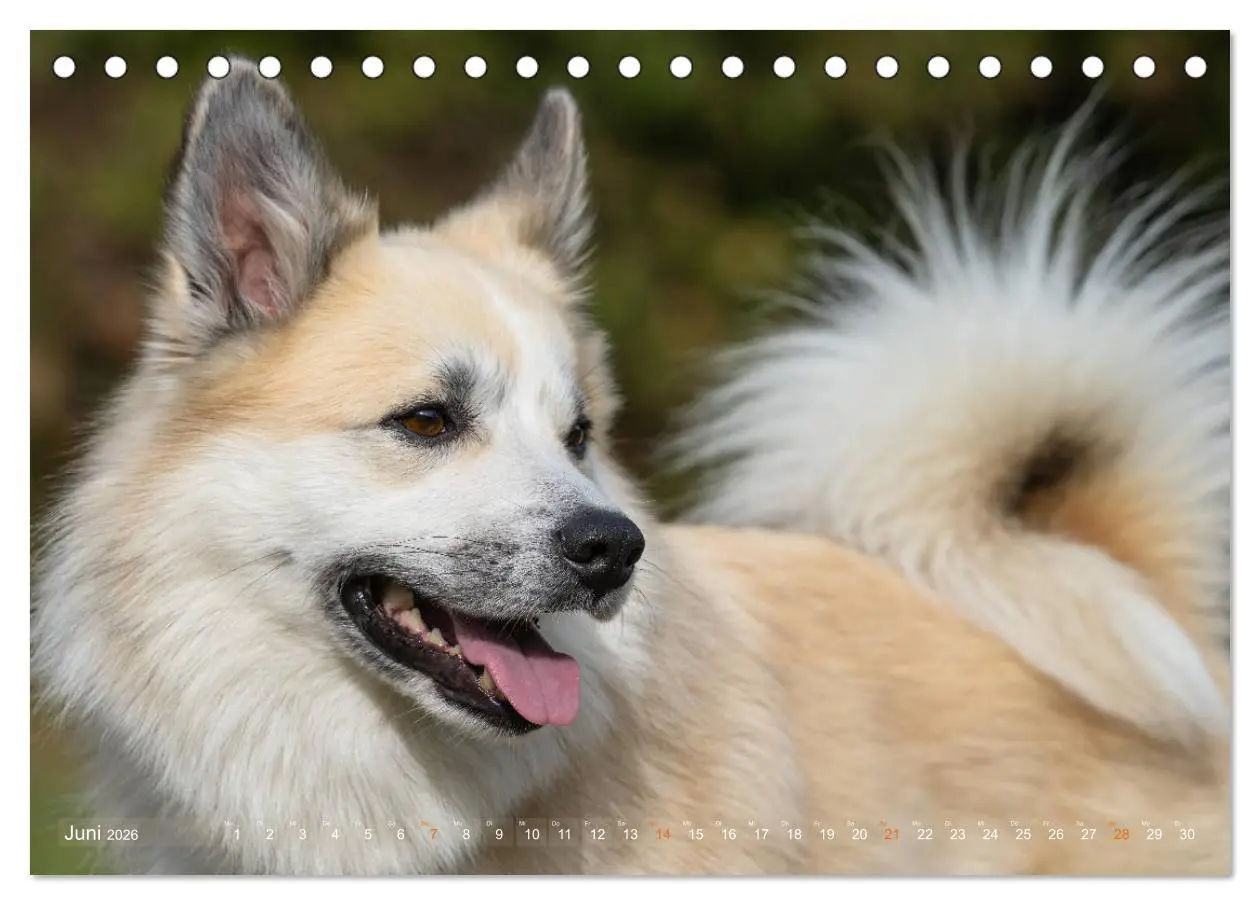 Bild: 9783457932889 | Islandhunde im Portrait (Tischkalender 2026 DIN A5 quer), CALVENDO...