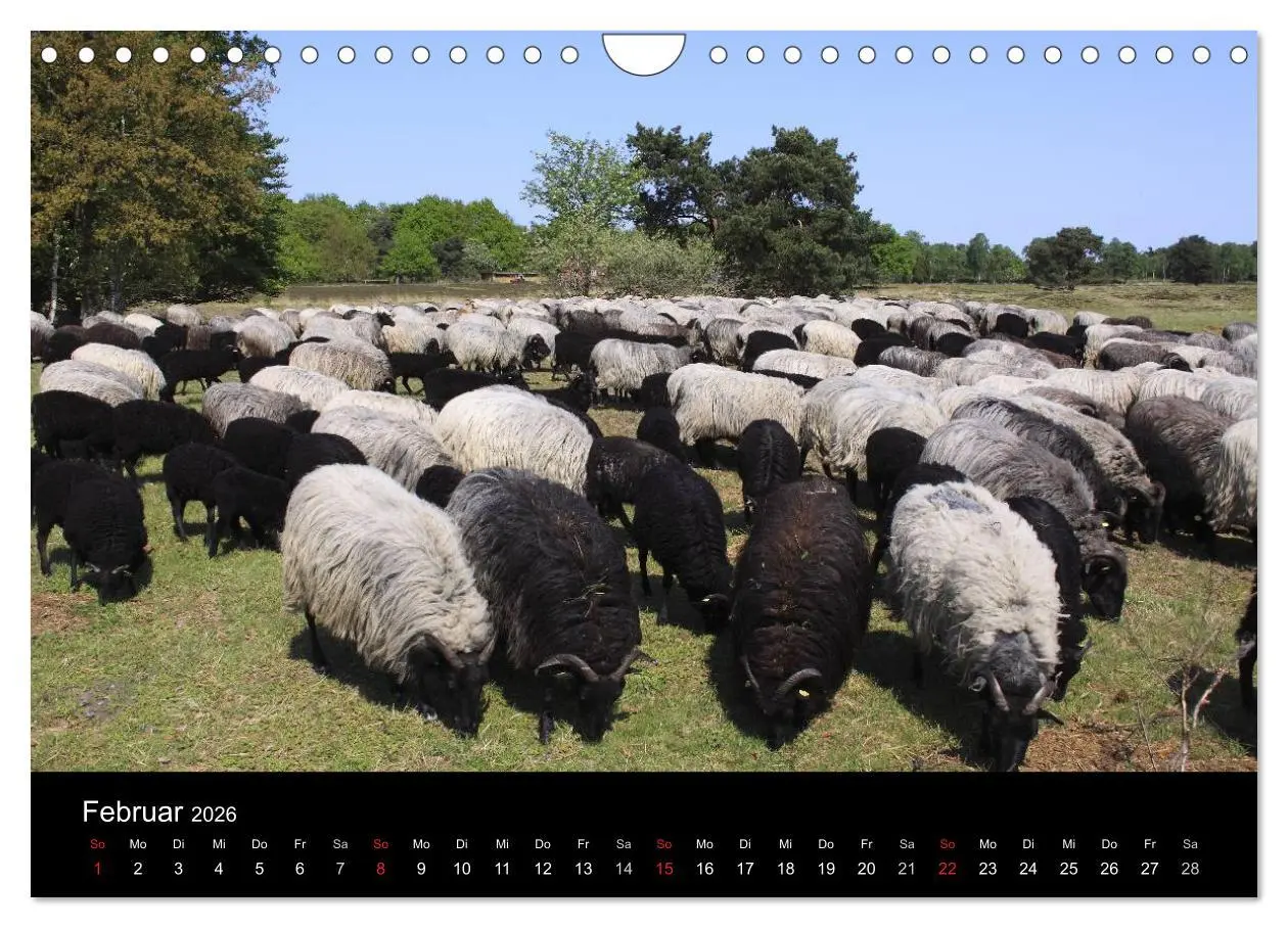 Bild: 9783516192889 | Lüneburg und die Lüneburger Heide (Wandkalender 2026 DIN A4 quer),...