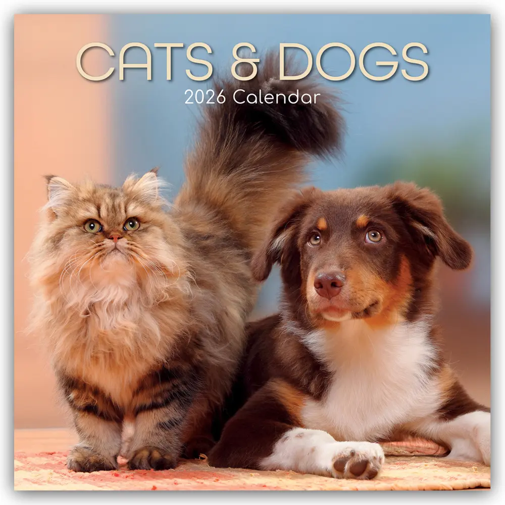 Cover: 9781836222989 | Cats and Dogs - Katzen und Hunde 2026 - 16-Monatskalender | Ltd | 2026