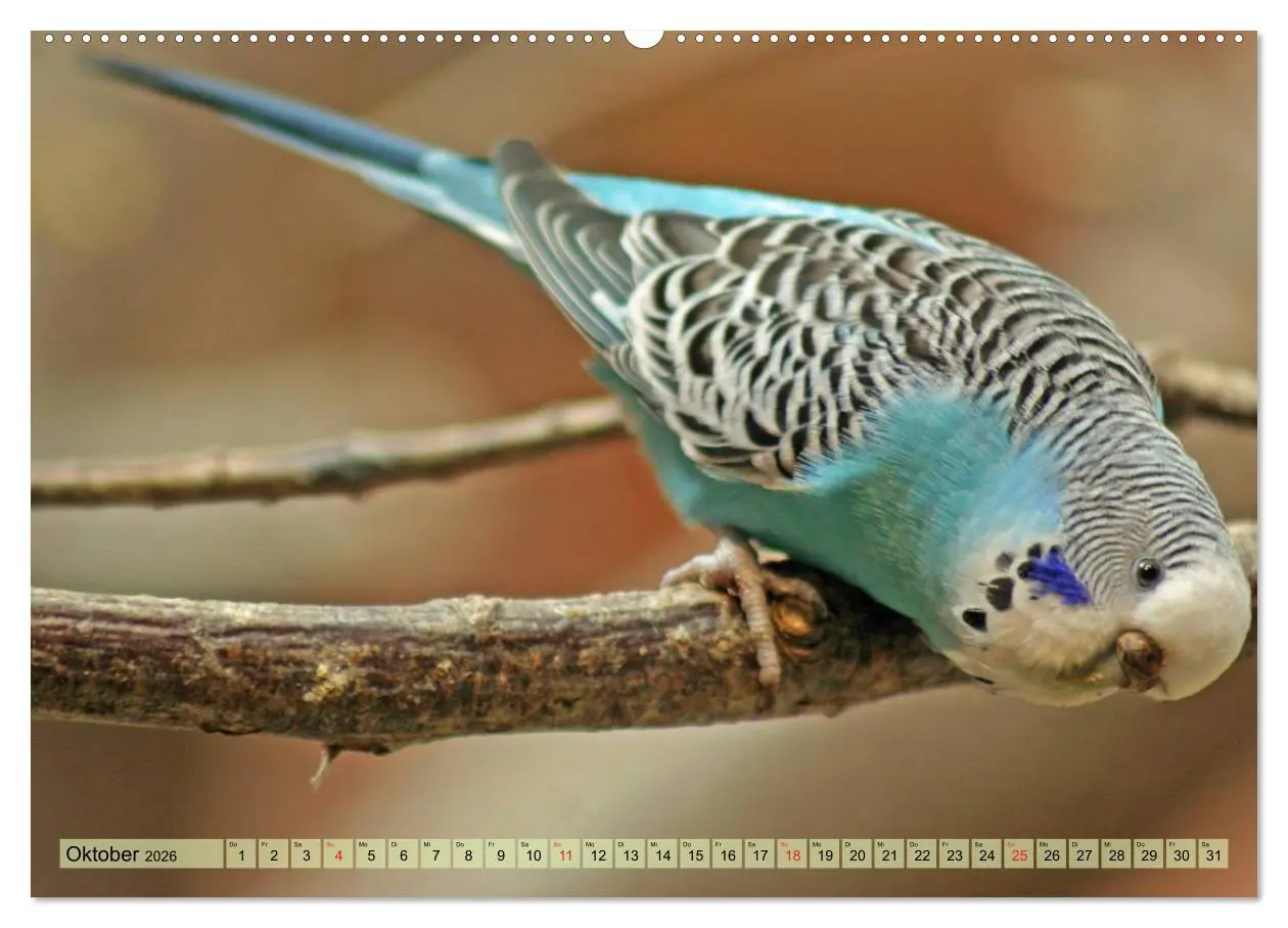 Bild: 9783516182989 | Wellensittiche (Wandkalender 2026 DIN A2 quer), CALVENDO...