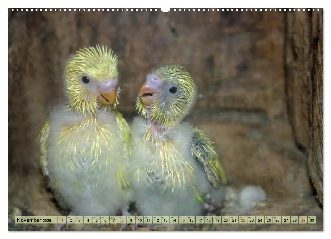 Bild: 9783516182989 | Wellensittiche (Wandkalender 2026 DIN A2 quer), CALVENDO...
