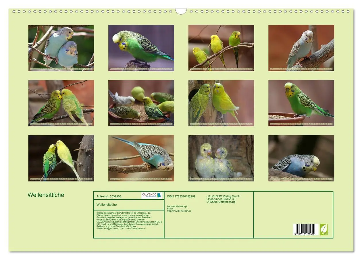 Bild: 9783516182989 | Wellensittiche (Wandkalender 2026 DIN A2 quer), CALVENDO...