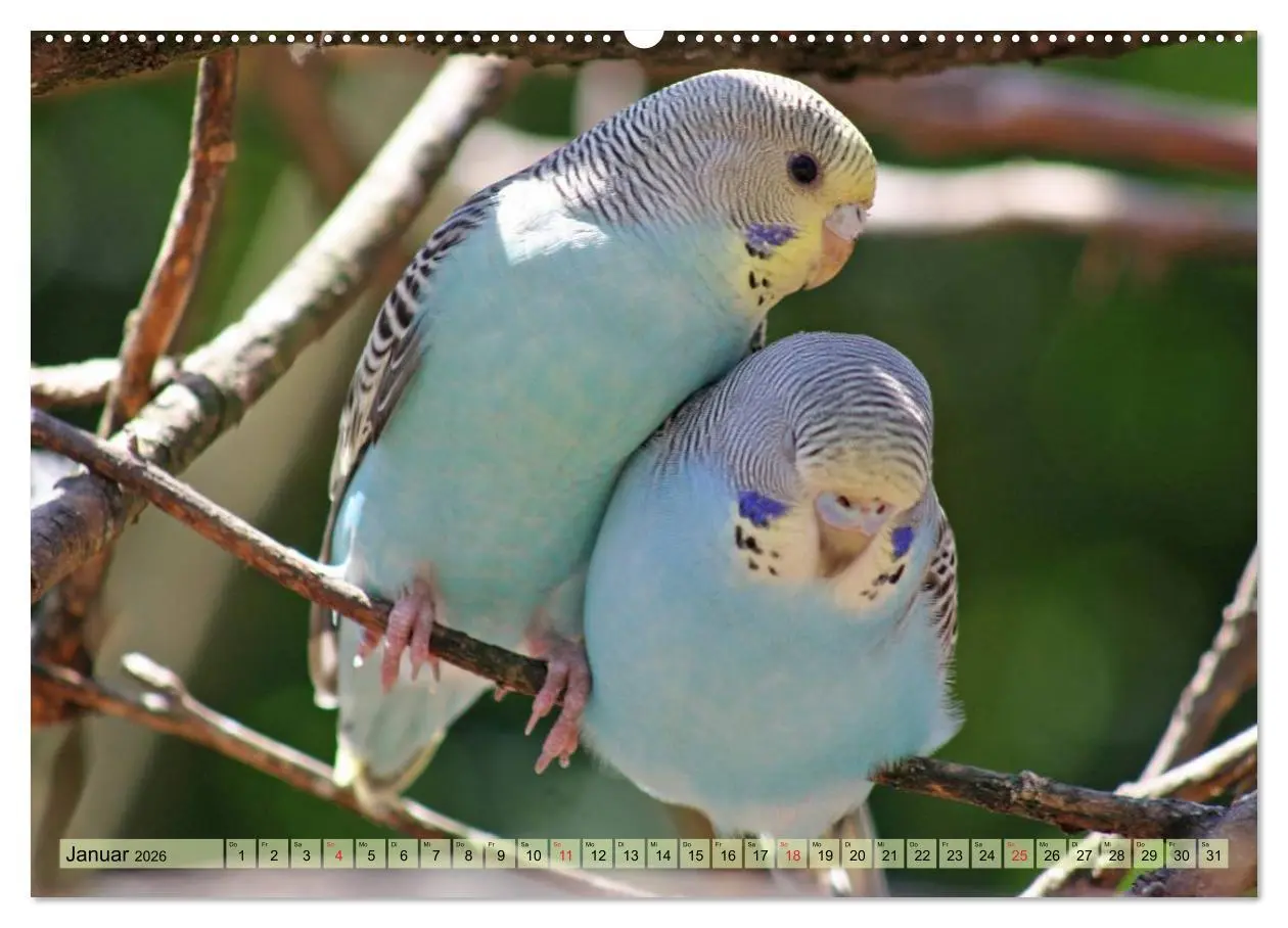 Bild: 9783516182989 | Wellensittiche (Wandkalender 2026 DIN A2 quer), CALVENDO...