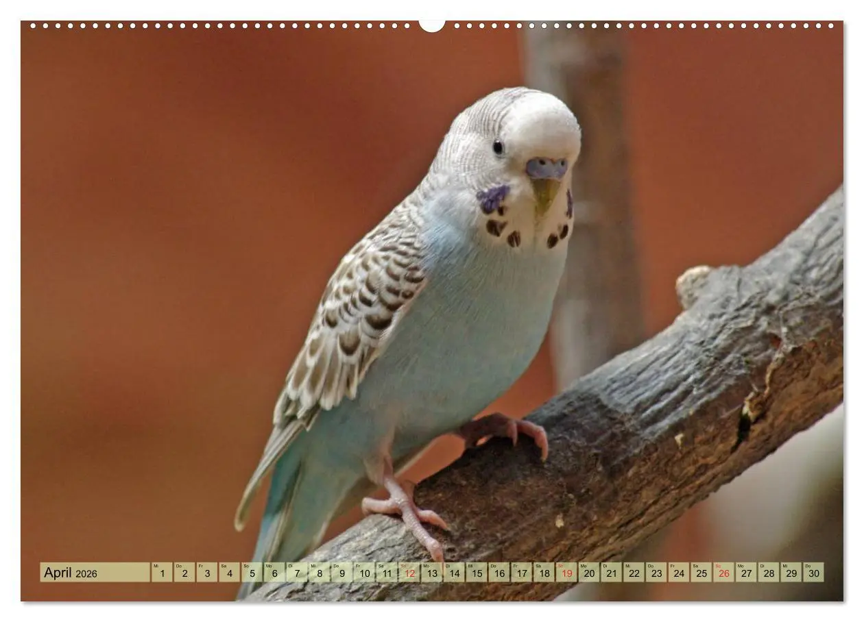 Bild: 9783516182989 | Wellensittiche (Wandkalender 2026 DIN A2 quer), CALVENDO...