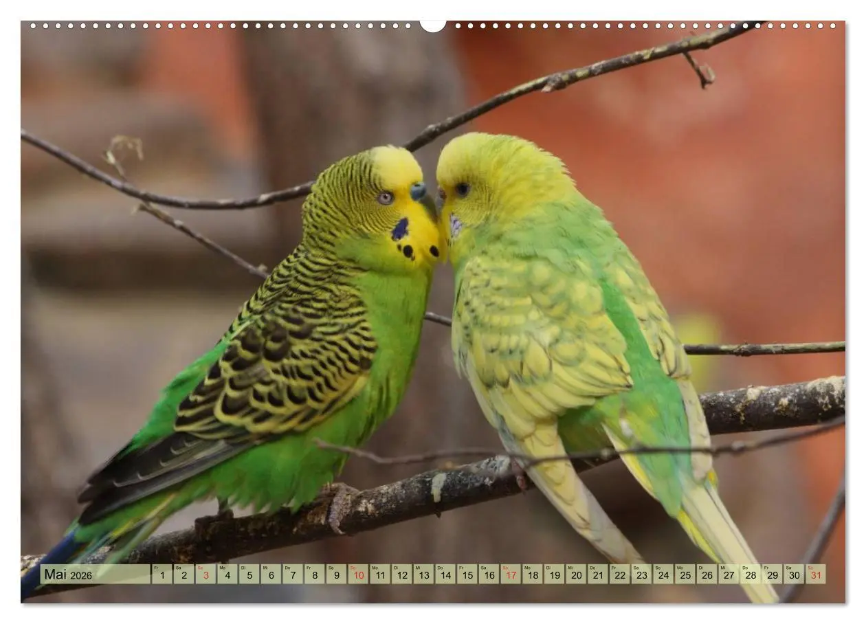 Bild: 9783516182989 | Wellensittiche (Wandkalender 2026 DIN A2 quer), CALVENDO...