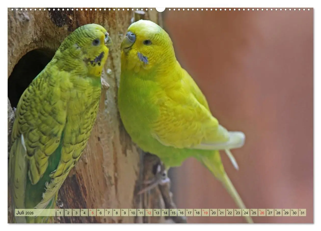 Bild: 9783516182989 | Wellensittiche (Wandkalender 2026 DIN A2 quer), CALVENDO...
