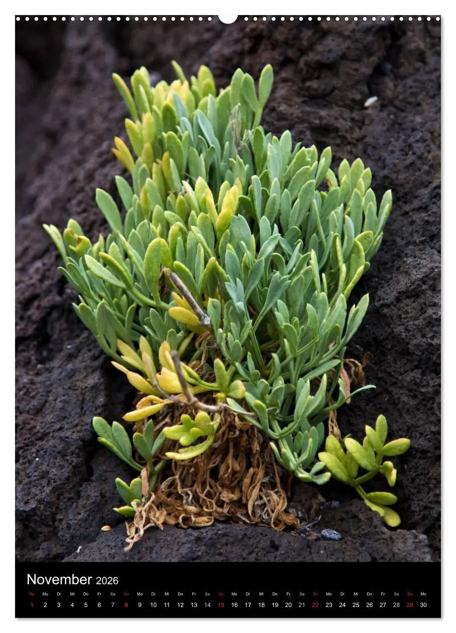 Bild: 9783516453089 | Teneriffa - Magie einer Insel (Wandkalender 2026 DIN A2 hoch),...