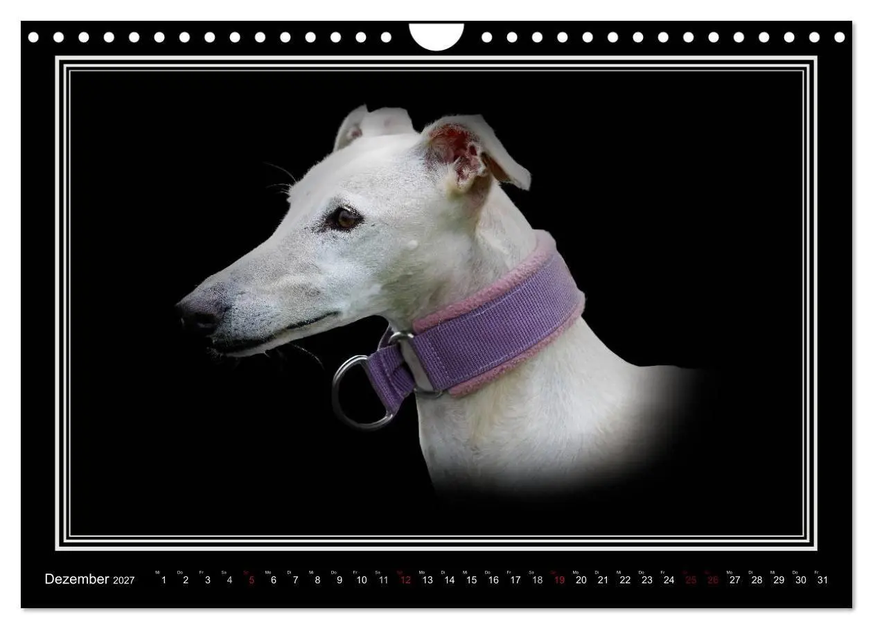Bild: 9783594113189 | Galgo Español 2027- Der spanische Windhund (Wandkalender 2027 DIN...