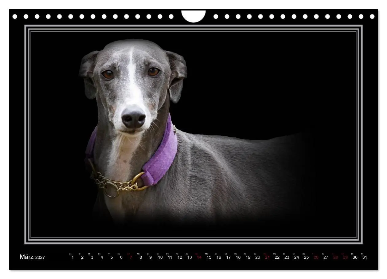 Bild: 9783594113189 | Galgo Español 2027- Der spanische Windhund (Wandkalender 2027 DIN...