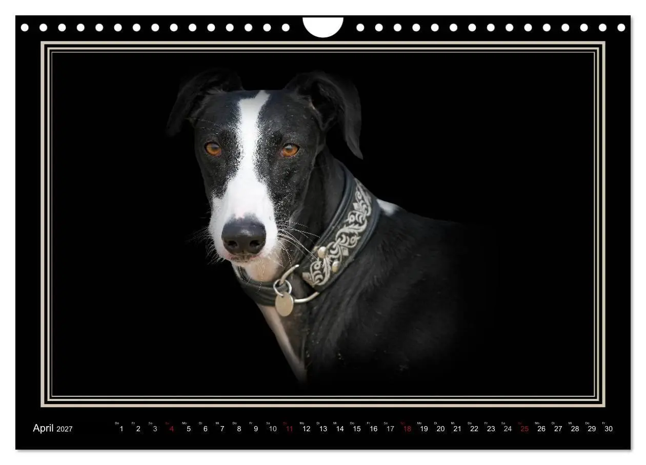 Bild: 9783594113189 | Galgo Español 2027- Der spanische Windhund (Wandkalender 2027 DIN...