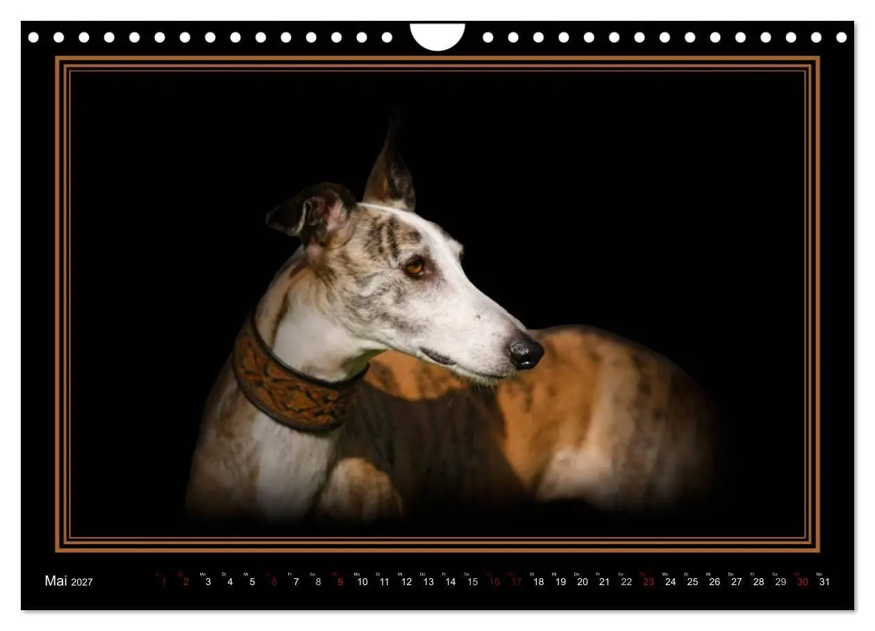 Bild: 9783594113189 | Galgo Español 2027- Der spanische Windhund (Wandkalender 2027 DIN...