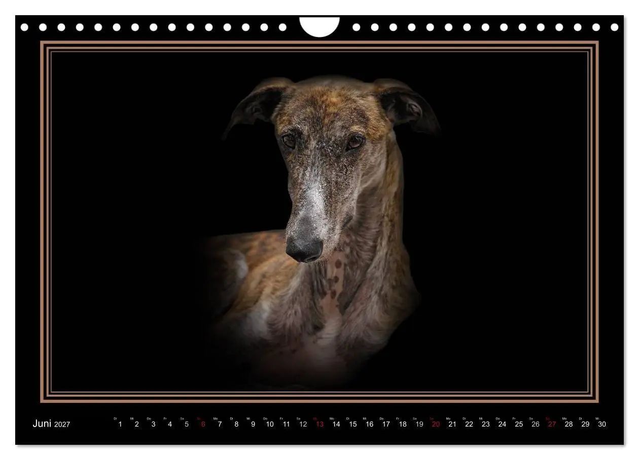 Bild: 9783594113189 | Galgo Español 2027- Der spanische Windhund (Wandkalender 2027 DIN...