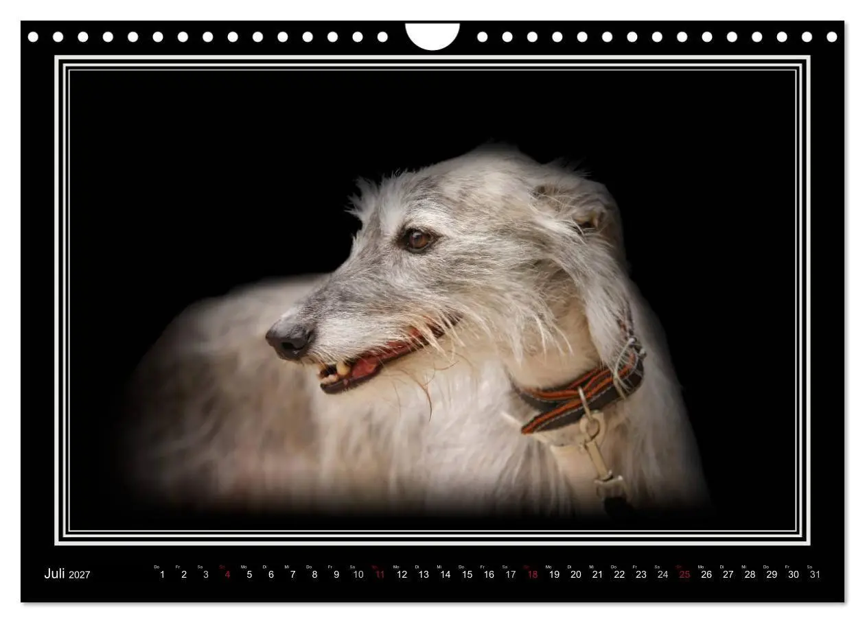 Bild: 9783594113189 | Galgo Español 2027- Der spanische Windhund (Wandkalender 2027 DIN...