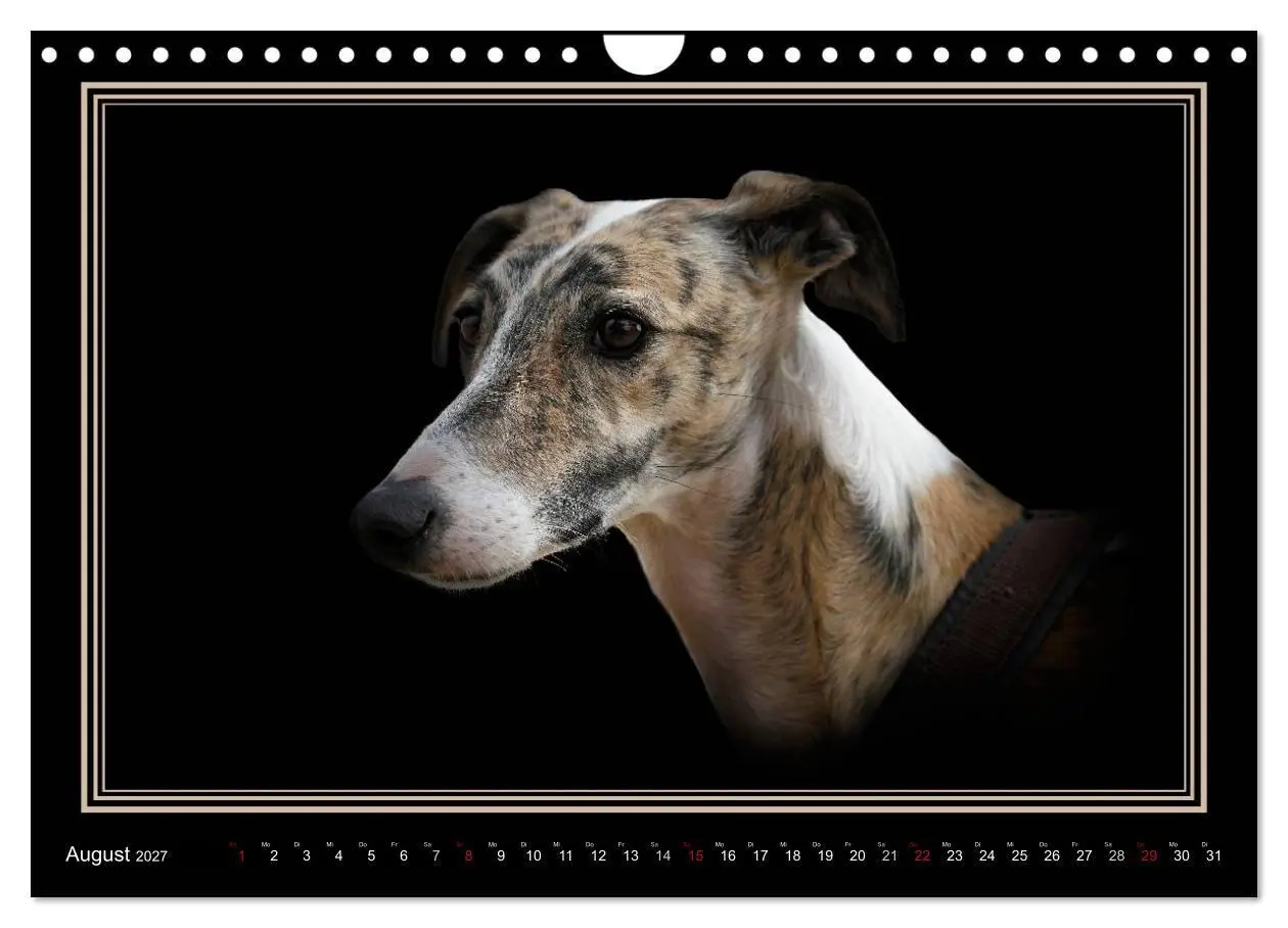 Bild: 9783594113189 | Galgo Español 2027- Der spanische Windhund (Wandkalender 2027 DIN...