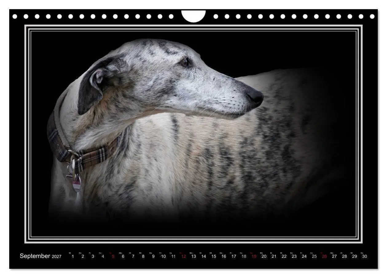 Bild: 9783594113189 | Galgo Español 2027- Der spanische Windhund (Wandkalender 2027 DIN...