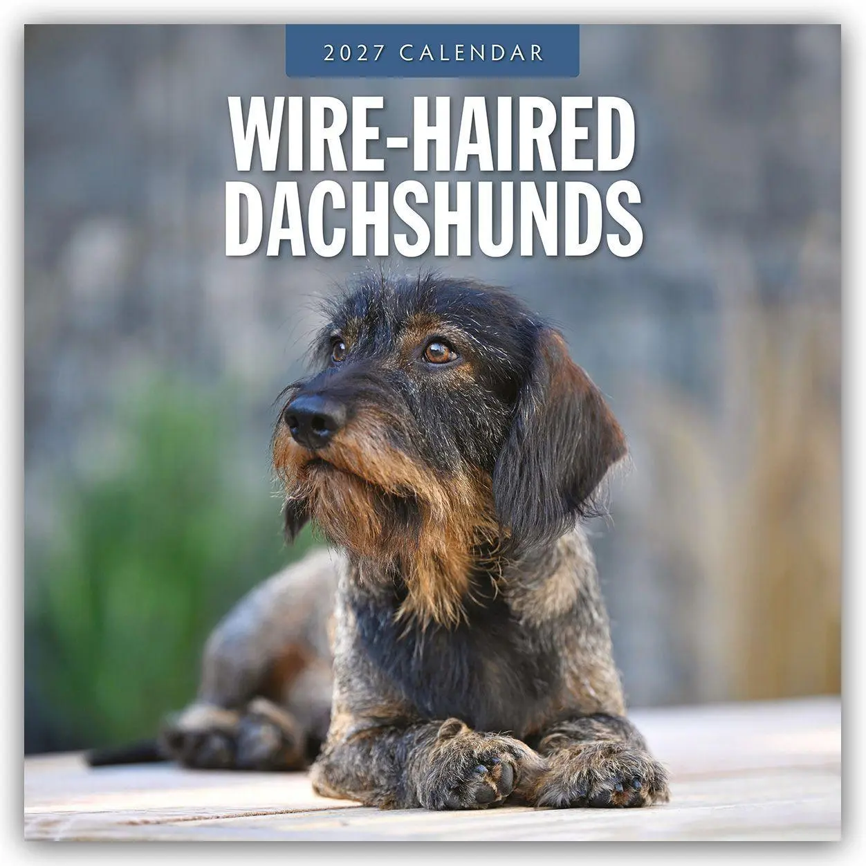 Cover: 9781837013289 | Wire-Haired Dachshunds - Rauhaardackel 2027 - 16-Monatskalender | Red