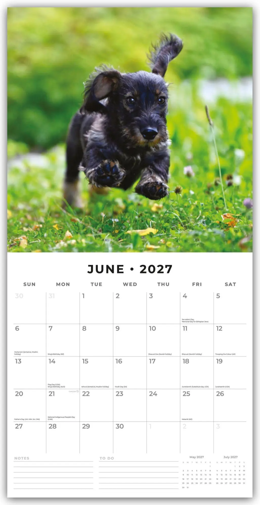 Bild: 9781837013289 | Wire-Haired Dachshunds - Rauhaardackel 2027 - 16-Monatskalender | Red