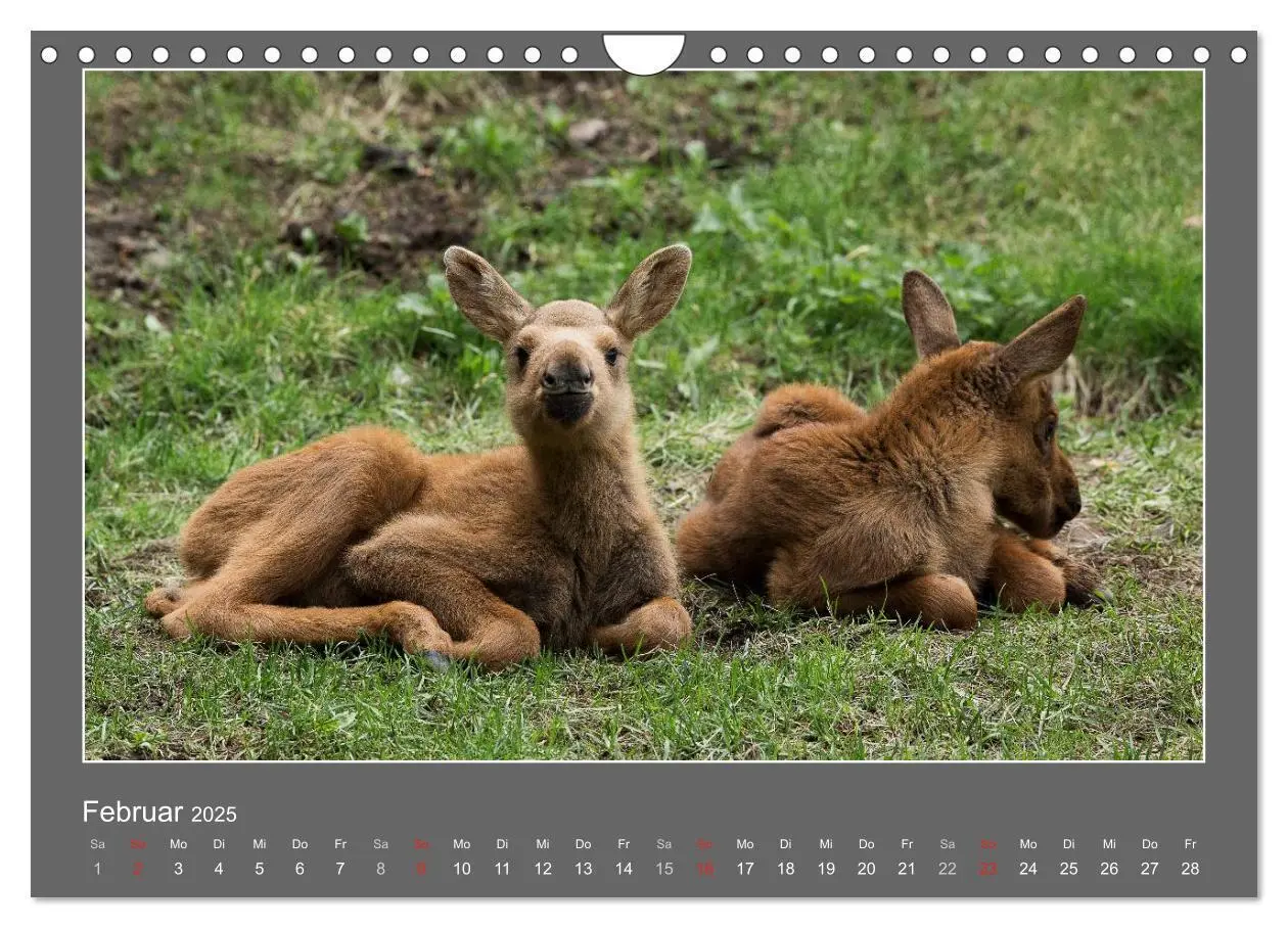 Bild: 9783435563289 | Tierbabys 2025 (Wandkalender 2025 DIN A4 quer), CALVENDO...