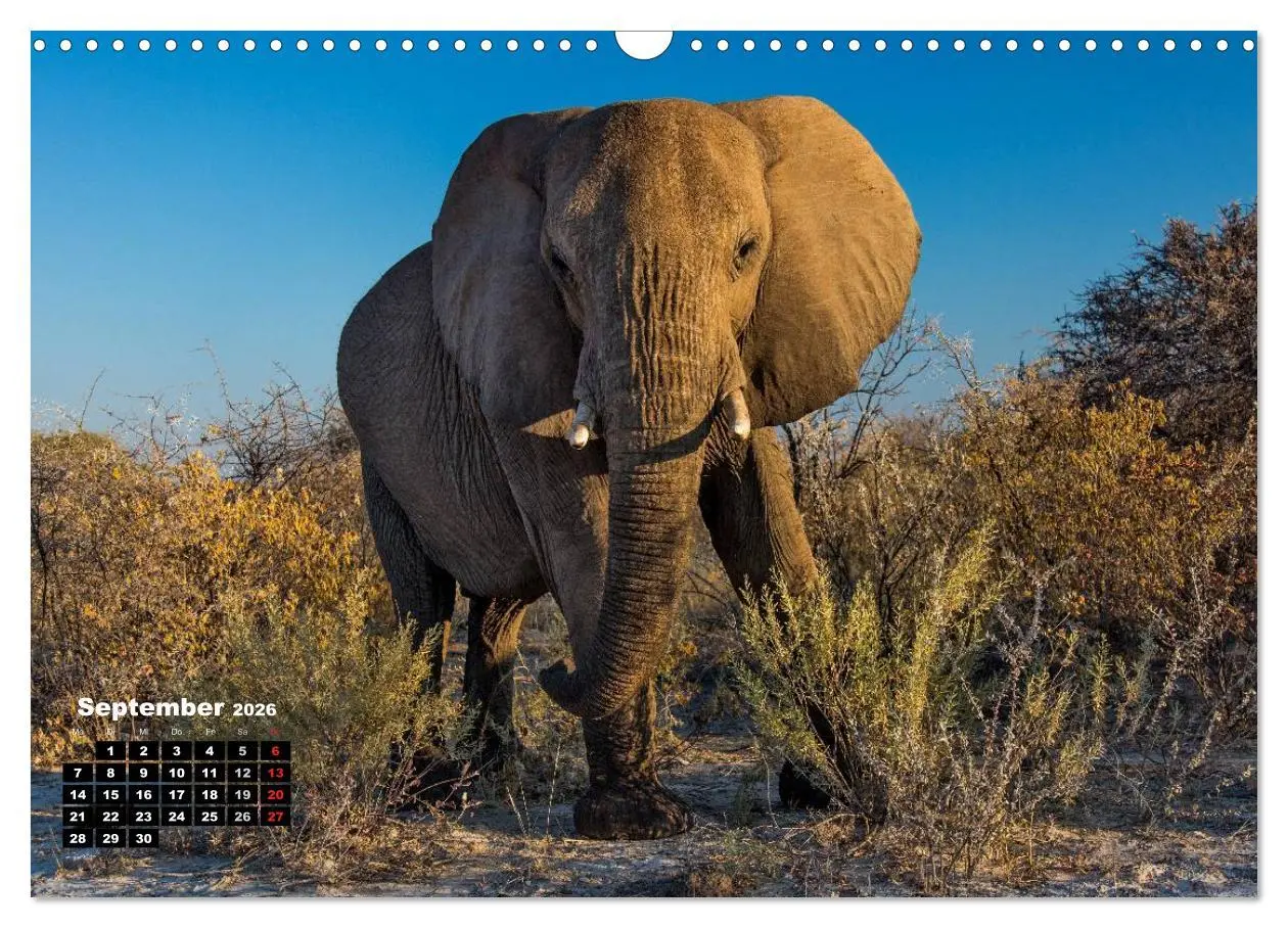 Bild: 9783516043389 | Blickpunkte in Namibia (Wandkalender 2026 DIN A3 quer), CALVENDO...