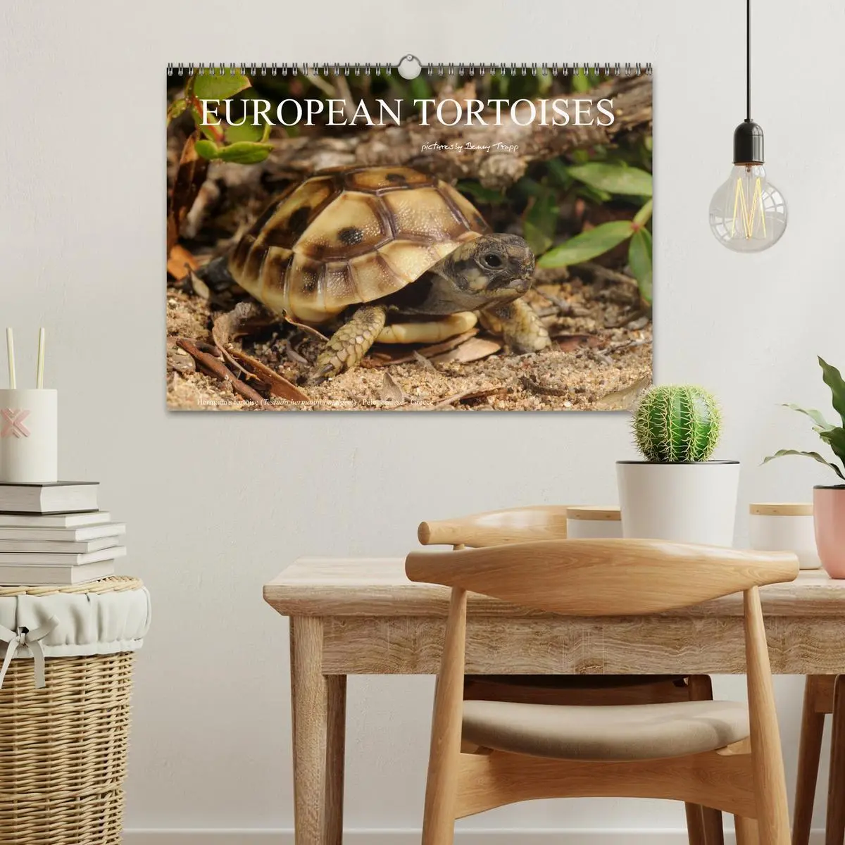Bild: 9783516583489 | European Tortoises / UK-Version (Wall Calendar 2026 DIN A3...
