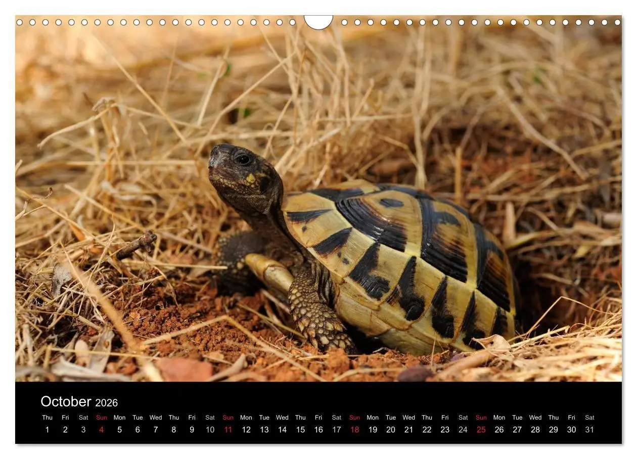 Bild: 9783516583489 | European Tortoises / UK-Version (Wall Calendar 2026 DIN A3...