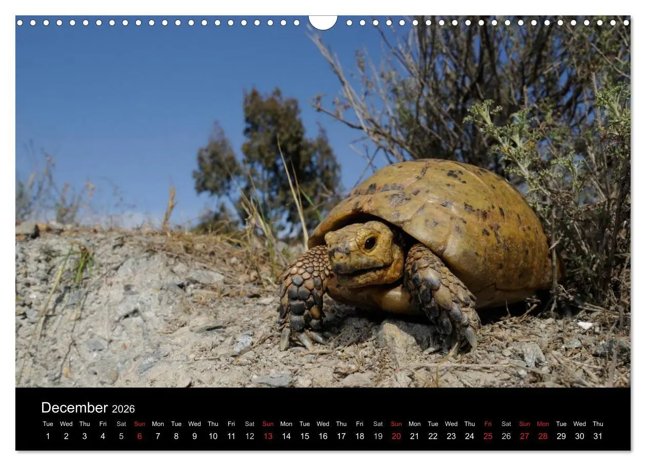 Bild: 9783516583489 | European Tortoises / UK-Version (Wall Calendar 2026 DIN A3...