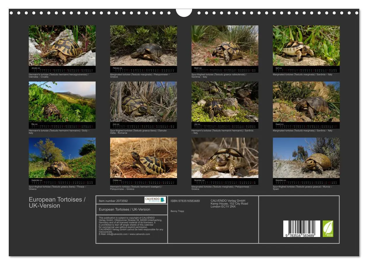 Bild: 9783516583489 | European Tortoises / UK-Version (Wall Calendar 2026 DIN A3...