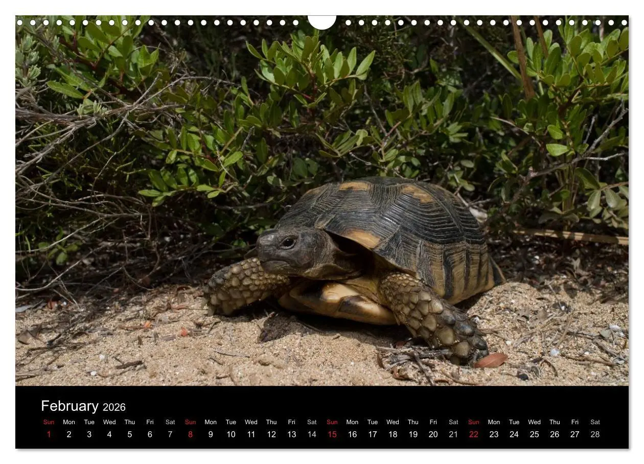 Bild: 9783516583489 | European Tortoises / UK-Version (Wall Calendar 2026 DIN A3...