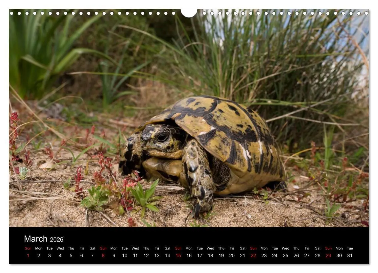 Bild: 9783516583489 | European Tortoises / UK-Version (Wall Calendar 2026 DIN A3...
