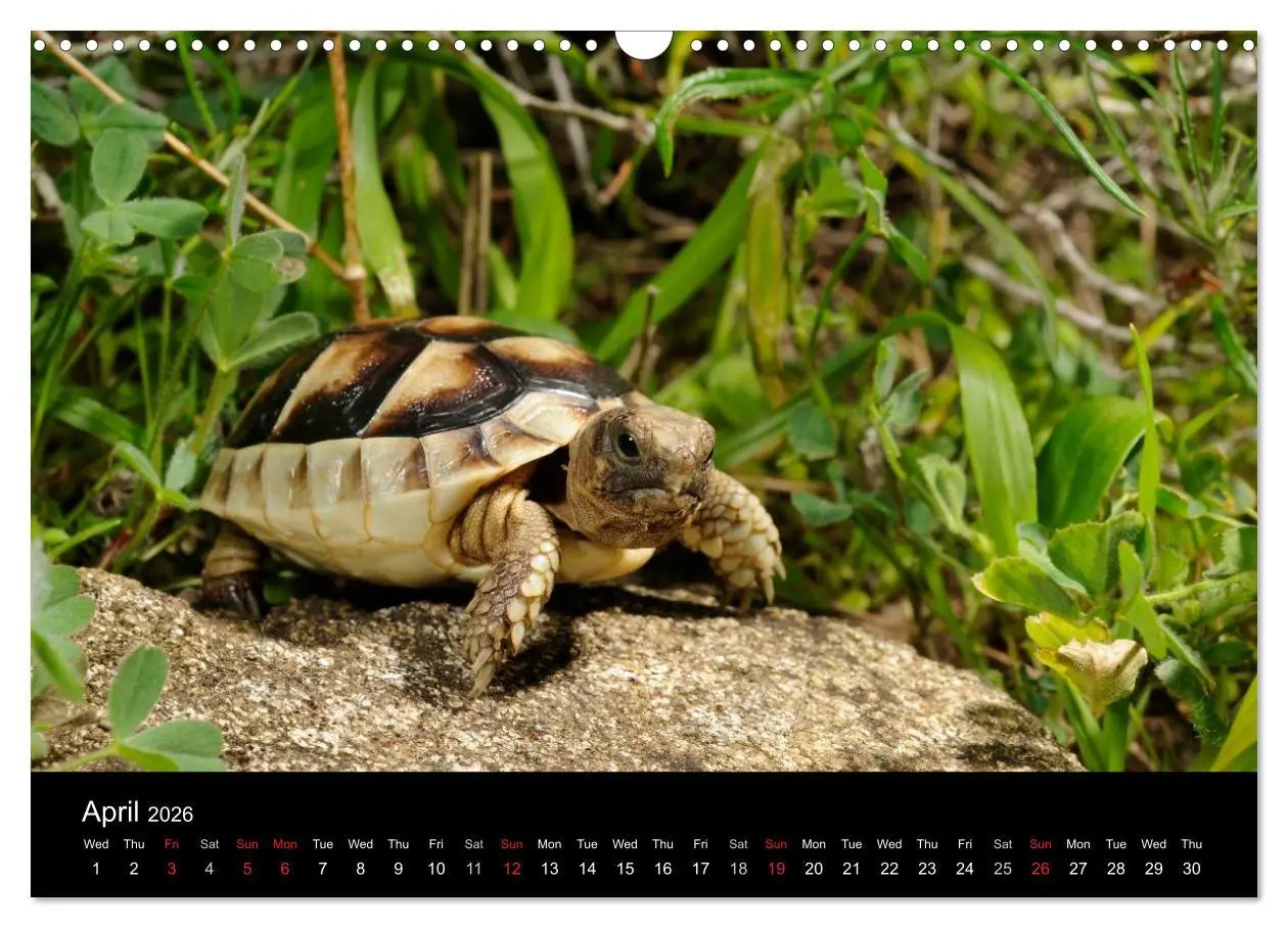 Bild: 9783516583489 | European Tortoises / UK-Version (Wall Calendar 2026 DIN A3...