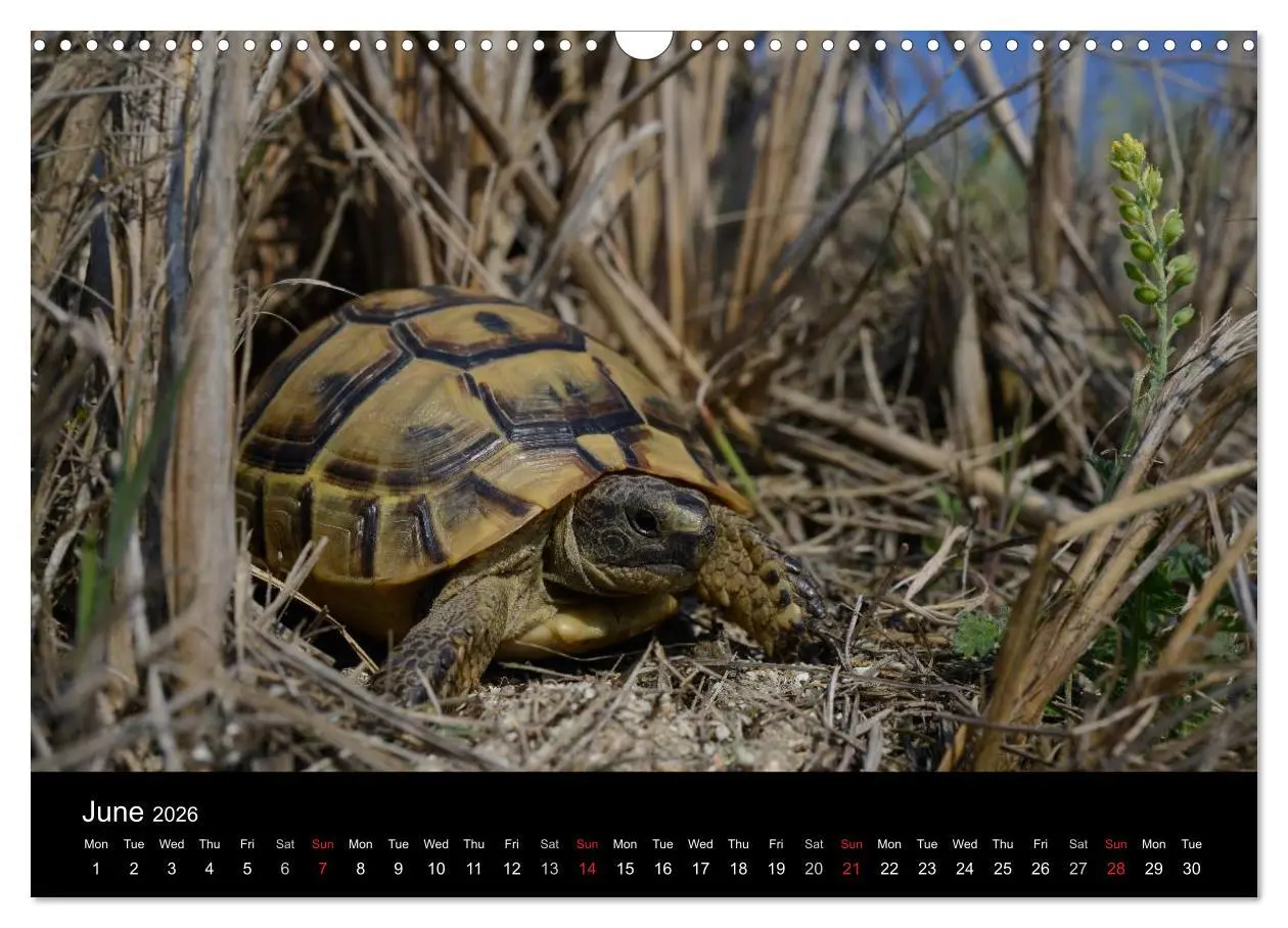 Bild: 9783516583489 | European Tortoises / UK-Version (Wall Calendar 2026 DIN A3...
