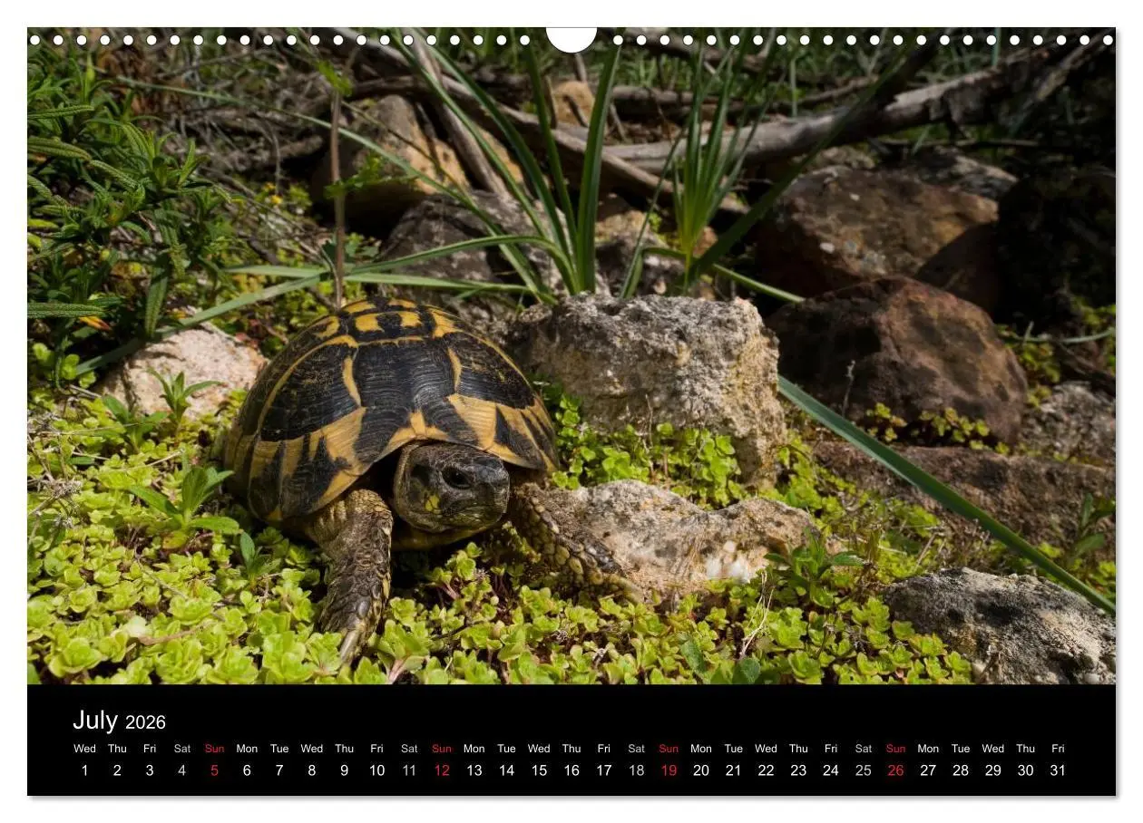 Bild: 9783516583489 | European Tortoises / UK-Version (Wall Calendar 2026 DIN A3...